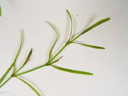 Attēlu rezultāti vaicājumam “Najas major leaf”