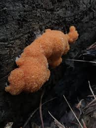 Attēlu rezultāti vaicājumam “Tubifera montana spores”