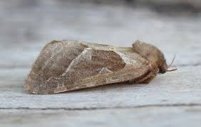 Attēlu rezultāti vaicājumam “Hepialus sylvina”