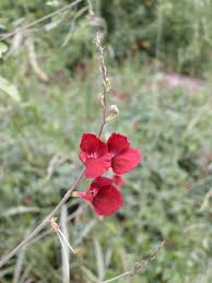 Attēlu rezultāti vaicājumam “Enteridium liceoides macro”