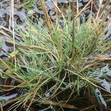 Attēlu rezultāti vaicājumam “Agrostis canina leaf”