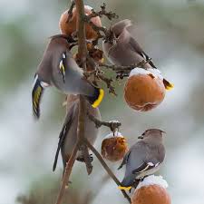 Attēlu rezultāti vaicājumam “Bombycilla garrulus adult”