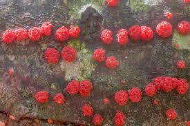 Attēlu rezultāti vaicājumam “Neonectria coccinea”