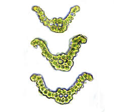 Attēlu rezultāti vaicājumam “Didymodon tophaceus sporophyte”