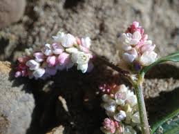 Attēlu rezultāti vaicājumam “Persicaria maculosa”