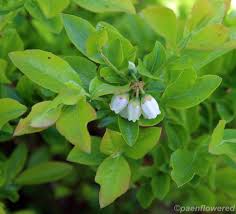 Attēlu rezultāti vaicājumam “Vaccinium angustifolium”