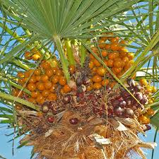 Attēlu rezultāti vaicājumam “Betula humilis fruit”