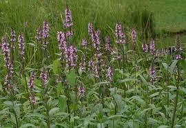 Attēlu rezultāti vaicājumam “Stachys palustris flower”