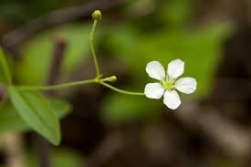 Attēlu rezultāti vaicājumam “Moehringia lateriflora flower”