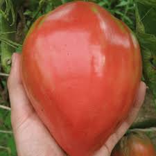 Afbeeldingsresultaat voor erdie family oxheart tomato
