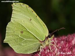 Attēlu rezultāti vaicājumam “Gonepteryx rhamni upperside”
