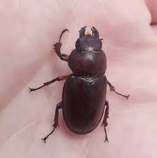 Attēlu rezultāti vaicājumam “Lucanidae”