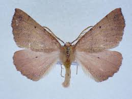 Attēlu rezultāti vaicājumam “Colotois pennaria”