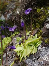 Attēlu rezultāti vaicājumam “Pinguicula vulgaris”