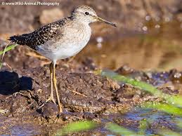 Attēlu rezultāti vaicājumam “Tringa glareola adult”