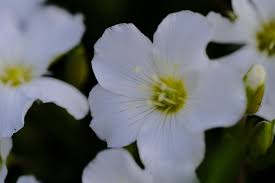 Attēlu rezultāti vaicājumam “Arenaria procera flower”