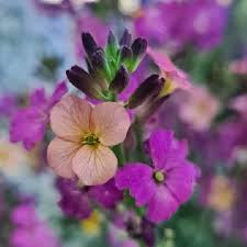 Attēlu rezultāti vaicājumam “Erysimum cheiranthoides flower”