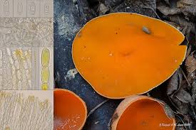 Attēlu rezultāti vaicājumam “Sarcoscypha austriaca var. lutea”