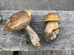 Attēlu rezultāti vaicājumam “Leccinum scabrum”