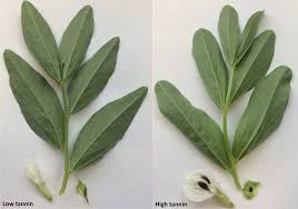 Attēlu rezultāti vaicājumam “Vicia faba leaf”