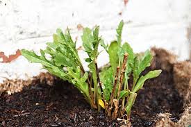 Attēlu rezultāti vaicājumam “Diplotaxis tenuifolia leaf”