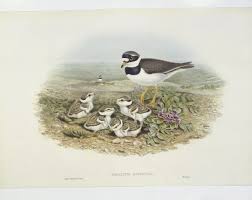 Attēlu rezultāti vaicājumam “Charadrius hiaticula”