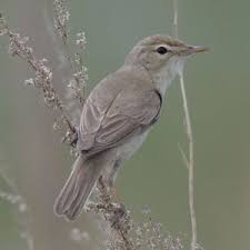 Attēlu rezultāti vaicājumam “Hippolais caligata”