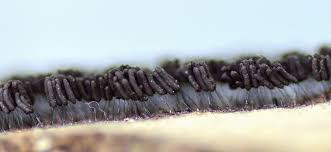 Attēlu rezultāti vaicājumam “Stemonaria irregularis macro”