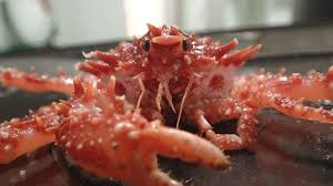 Image result for Lithodes maja