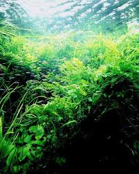 Znalezione obrazy dla zapytania takashi amano%