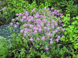 Attēlu rezultāti vaicājumam “Rhododendron canadense”