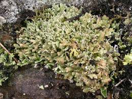 Attēlu rezultāti vaicājumam “Cladonia stygia”