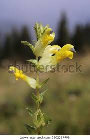 Attēlu rezultāti vaicājumam “Rhinanthus serotinus”