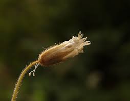 Attēlu rezultāti vaicājumam “Cerastium arvense flower”