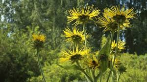 Attēlu rezultāti vaicājumam “Inula helenium flower”