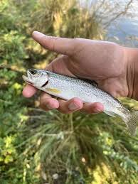 Image result for Oncorhynchus clarkii