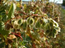 Attēlu rezultāti vaicājumam “Fallopia convolvulus”