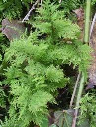 Attēlu rezultāti vaicājumam “Thuidium tamariscinum”