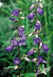 Image result for Campanula trachelium