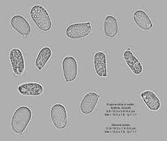 Attēlu rezultāti vaicājumam “Hygrocybe acutoconica”