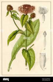 Attēlu rezultāti vaicājumam “Centaurea phrygia bud”