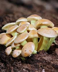 Attēlu rezultāti vaicājumam “Hypholoma sp.”
