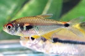 Attēlu rezultāti vaicājumam “Tetratoma ancora”