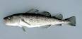Greenland Cod - Gadus ogac