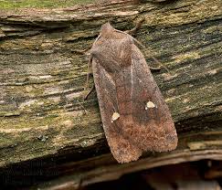 Attēlu rezultāti vaicājumam “Eupsilia transversa”