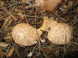 Attēlu rezultāti vaicājumam “Fuligo gyrosa spores”