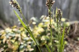 Attēlu rezultāti vaicājumam “Luzula pilosa leaf”
