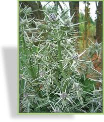 Image result for Edeldistel