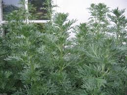 Attēlu rezultāti vaicājumam “Artemisia absinthium”