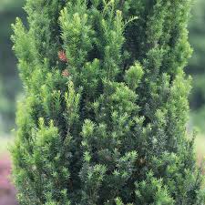 Attēlu rezultāti vaicājumam “Taxus”